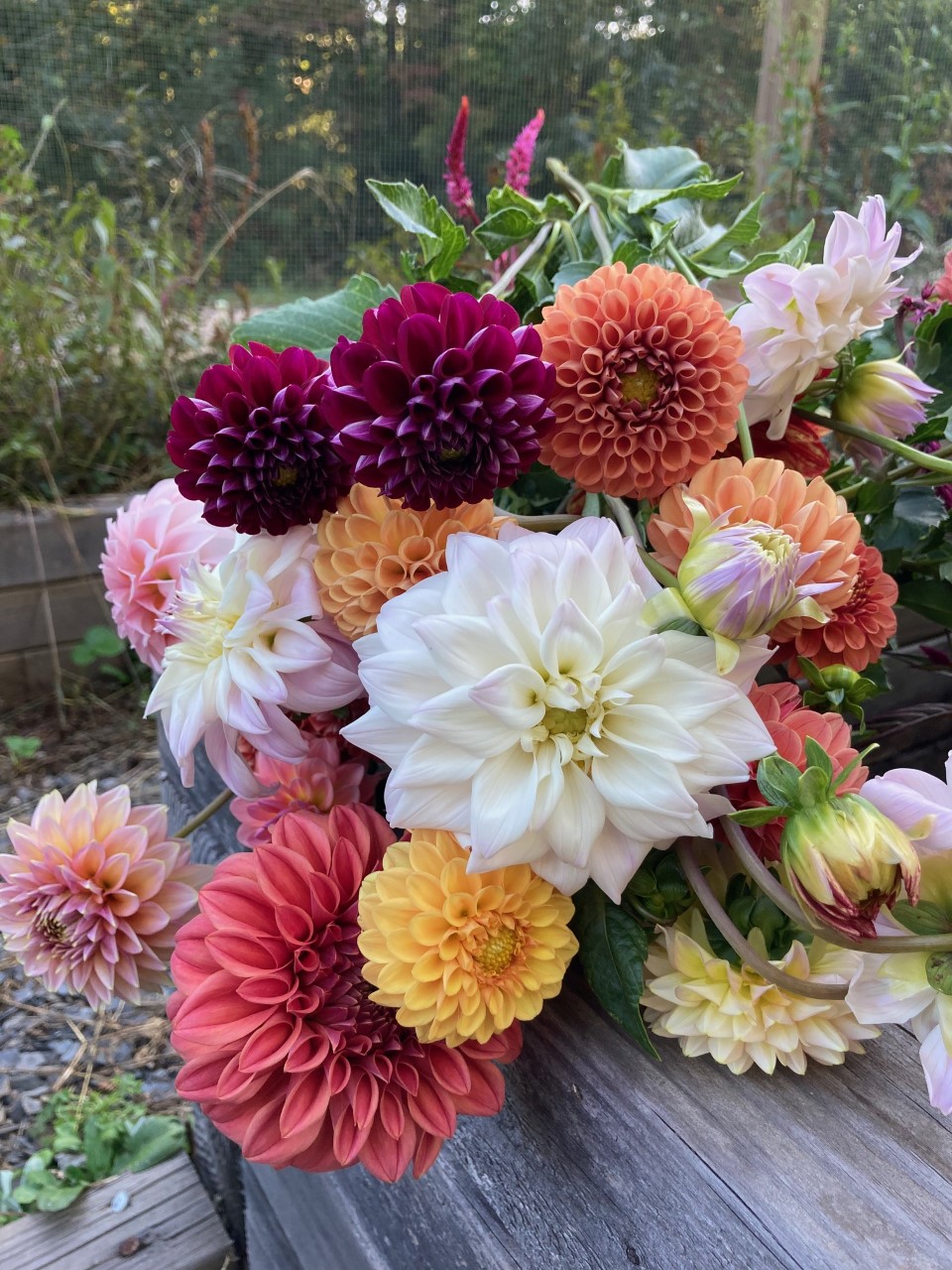 North Georgia dahlias