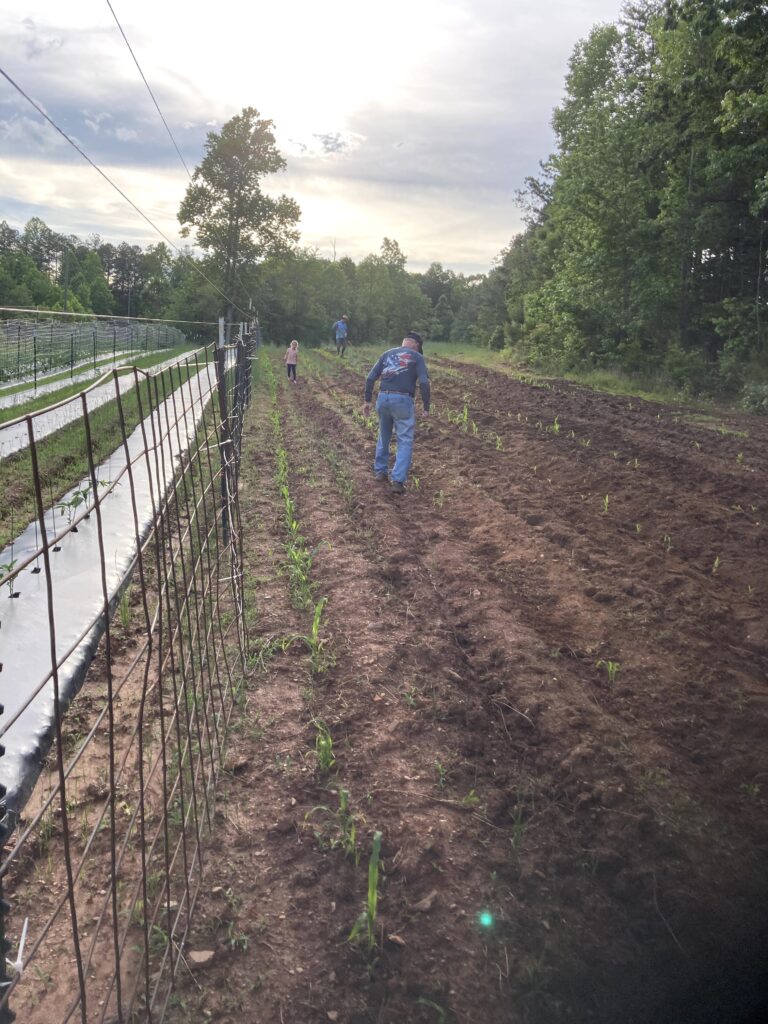 Family growing sweet corn in North Georgia.