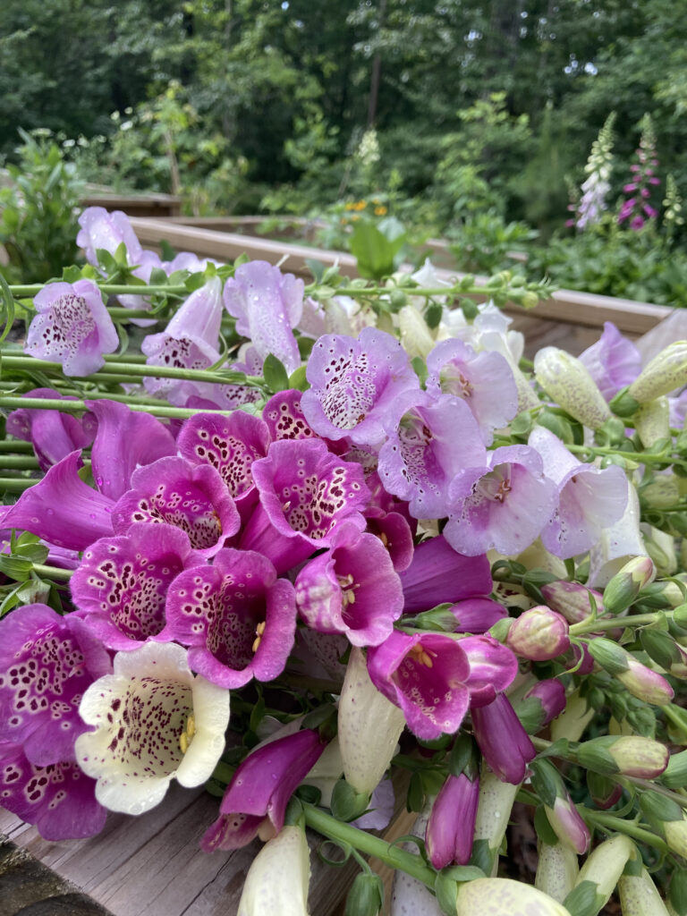 Foxglove grown in North Georgia garden.